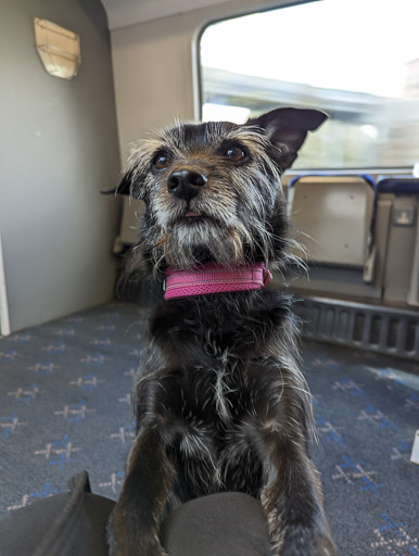 A small black terrier dog on a train between Muir Of Ord and Achanalt.