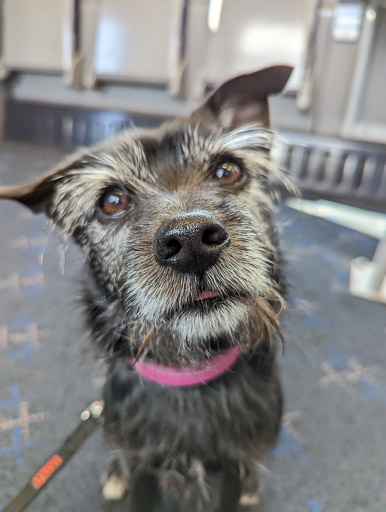 A small black terrier dog on a train between Muir Of Ord and Achanalt.