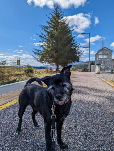 A small black terrier dog at Achanalt Station.