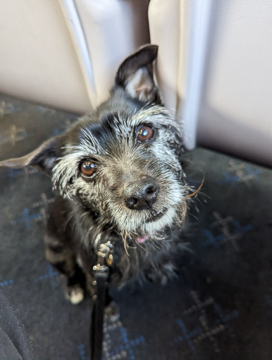 A small black terrier dog on a train between Achanalt and Beauly.