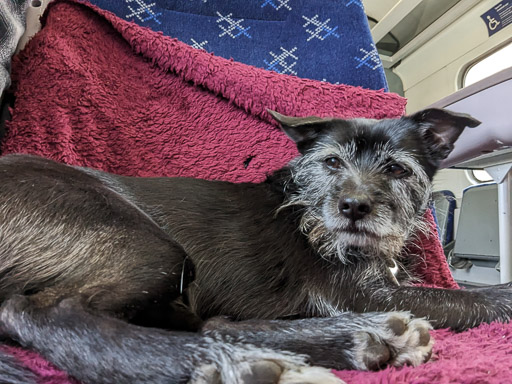 A small black terrier dog on a train between Achanalt and Beauly.