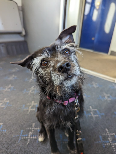 A small black terrier dog on a train between Beauly and Inverness.