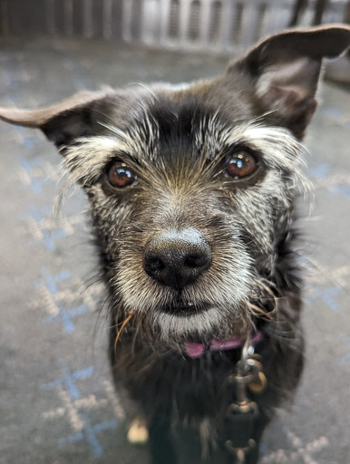 A small black terrier dog on a train between Beauly and Inverness.