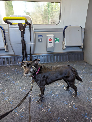 A small black terrier dog on a train between Beauly and Inverness.