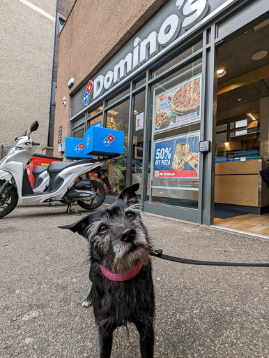 A small black terrier dog on a walk at Inverness.