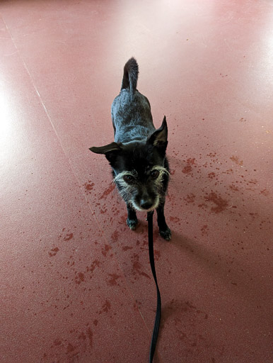 A small black terrier dog at Aviemore Station.