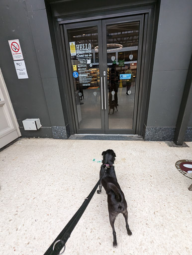 A small black terrier dog at Inverness Station.