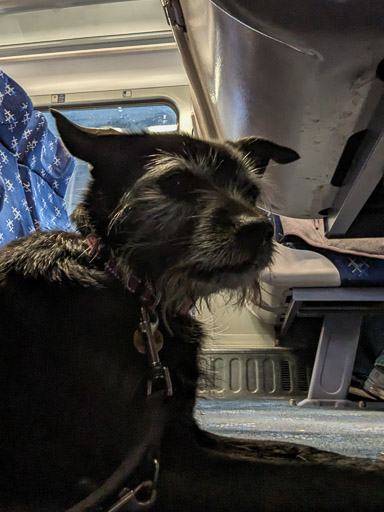 A small black terrier dog on a train between Inverness and Achnasheen.