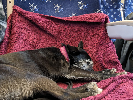 A small black terrier dog on a train between Inverness and Achnasheen.