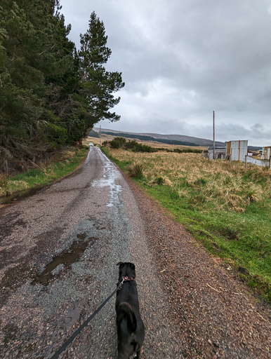 A small black terrier dog on a walk at Achnasheen.