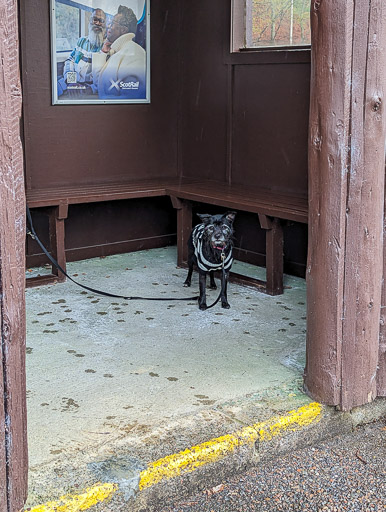 A small black terrier dog at Garve Station.