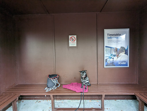 A small black terrier dog at Garve Station.