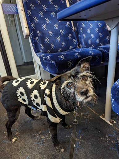 A small black terrier dog on a train between Garve and Lochluichart.