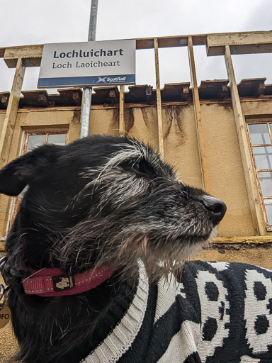 A small black terrier dog at Lochluichart Station.