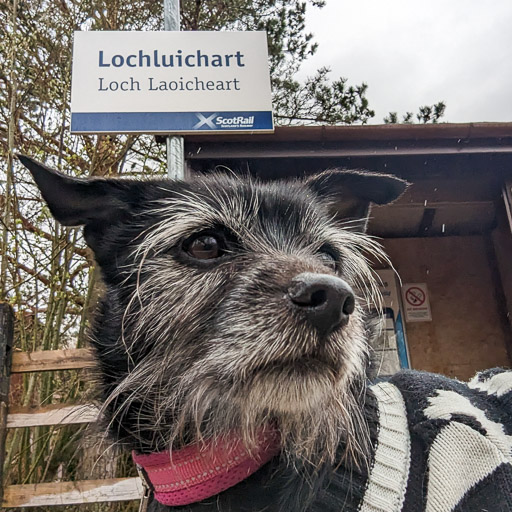 A small black terrier dog at Lochluichart Station.