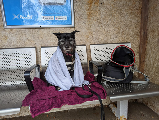 A small black terrier dog at Lochluichart Station.