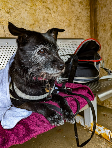 A small black terrier dog at Lochluichart Station.