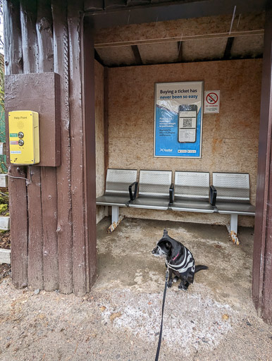 A small black terrier dog at Lochluichart Station.