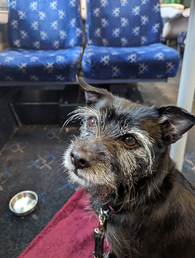 A small black terrier dog on a train between Lochluichart and Inverness.