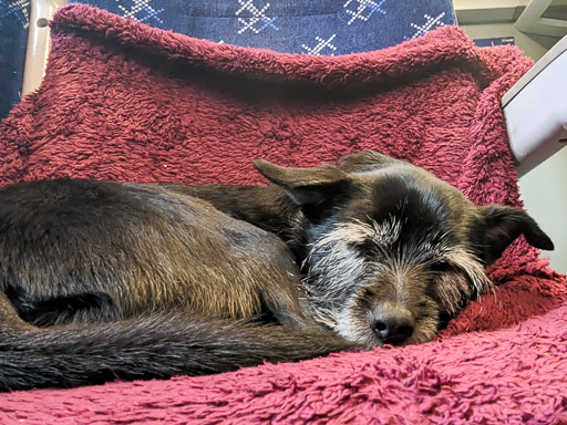 A small black terrier dog on a train between Lochluichart and Inverness.