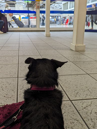 A small black terrier dog at Inverness Station.