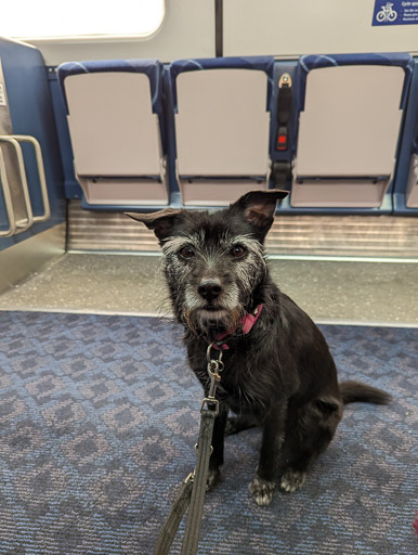 A small black terrier dog on a train between Inverness and Aviemore.