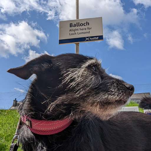 A small black terrier dog at Balloch Station.