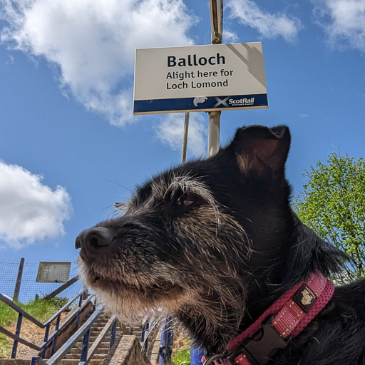 A small black terrier dog at Balloch Station.