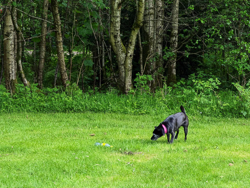 A small black terrier dog on a walk between Balloch and Dalreoch.