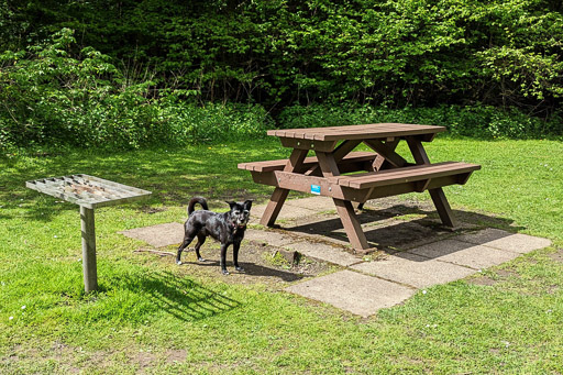 A small black terrier dog on a walk between Balloch and Dalreoch.