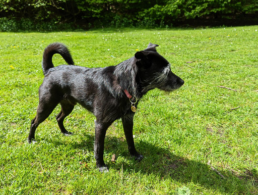 A small black terrier dog on a walk between Balloch and Dalreoch.