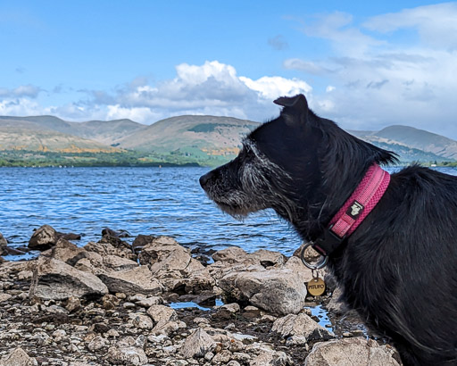 A small black terrier dog on a walk between Balloch and Dalreoch.