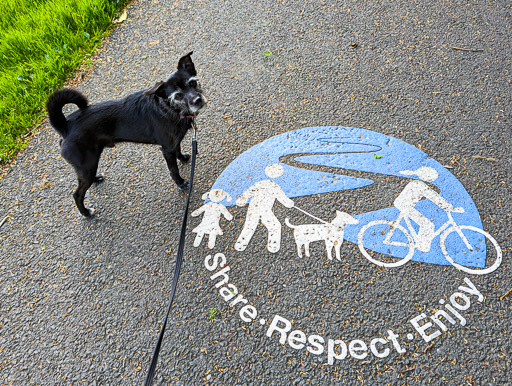 A small black terrier dog on a walk between Balloch and Dalreoch.