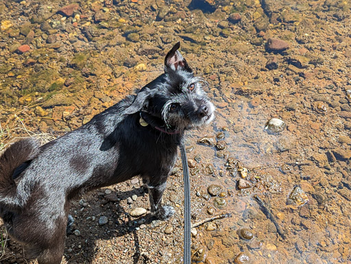 A small black terrier dog on a walk between Balloch and Dalreoch.