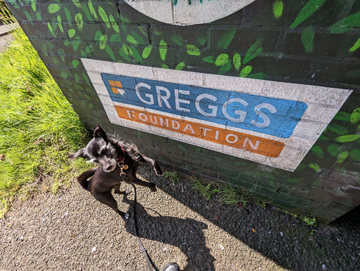 A small black terrier dog on a walk between Balloch and Dalreoch.