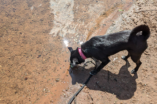 A small black terrier dog on a walk between Balloch and Dalreoch.