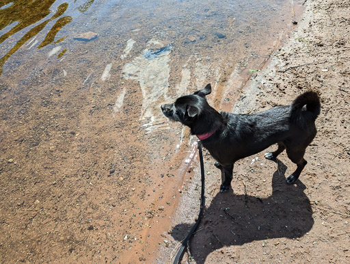 A small black terrier dog on a walk between Balloch and Dalreoch.