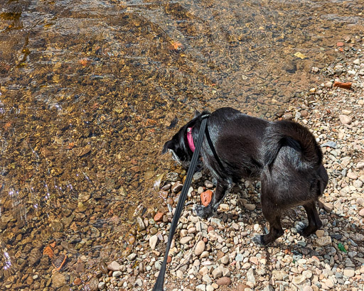 A small black terrier dog on a walk between Balloch and Dalreoch.