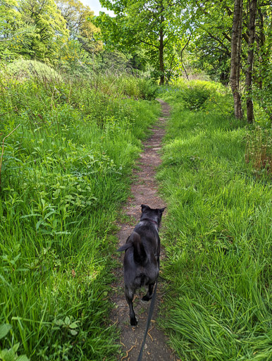 A small black terrier dog on a walk between Balloch and Dalreoch.