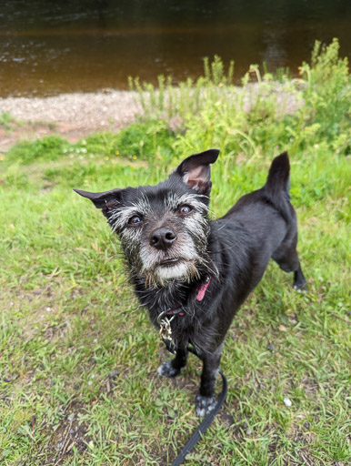 A small black terrier dog on a walk between Balloch and Dalreoch.