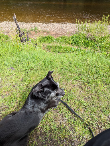 A small black terrier dog on a walk between Balloch and Dalreoch.