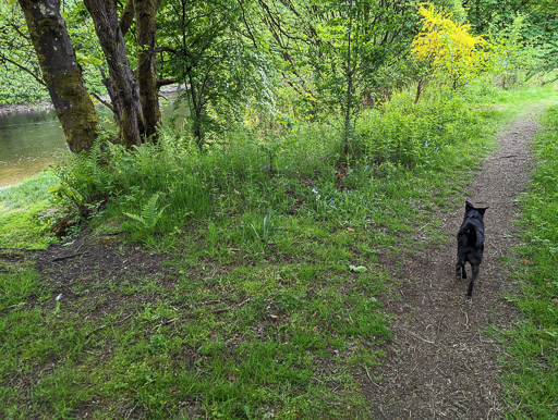 A small black terrier dog on a walk between Balloch and Dalreoch.