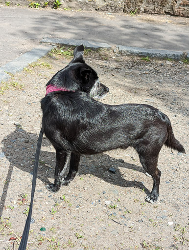 A small black terrier dog on a walk between Balloch and Dalreoch.