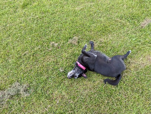 A small black terrier dog on a walk between Balloch and Dalreoch.