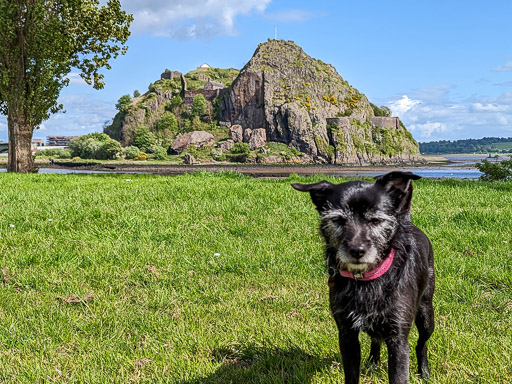 A small black terrier dog on a walk between Balloch and Dalreoch.