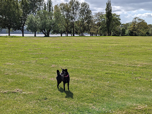 A small black terrier dog on a walk between Balloch and Dalreoch.