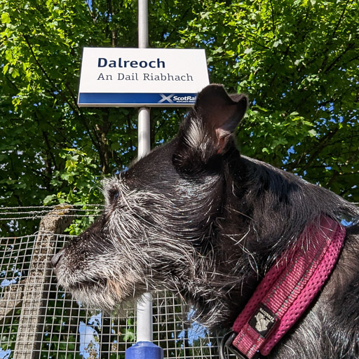 A small black terrier dog at Dalreoch Station.