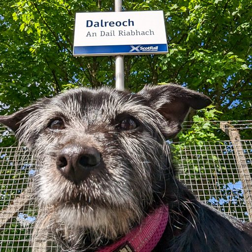 A small black terrier dog at Dalreoch Station.