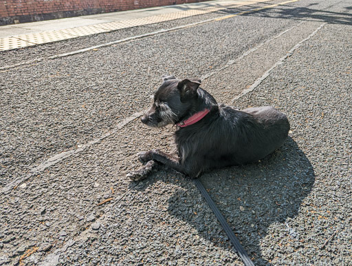 A small black terrier dog at Dalreoch Station.