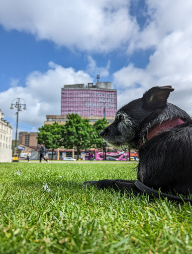 A small black terrier dog on a walk at George Square.